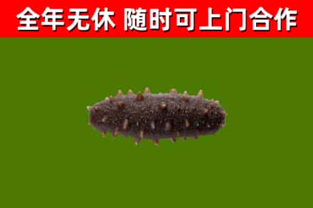 庆城回收海参干